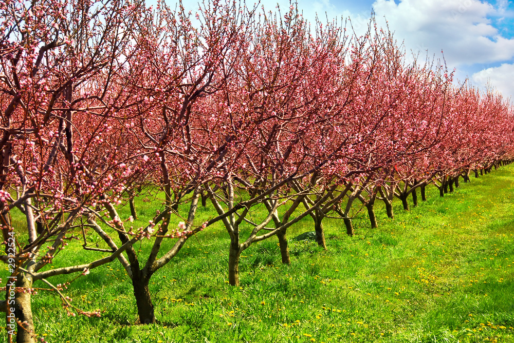 Specialty Crops Division | Arkansas Peach Freeze Impact