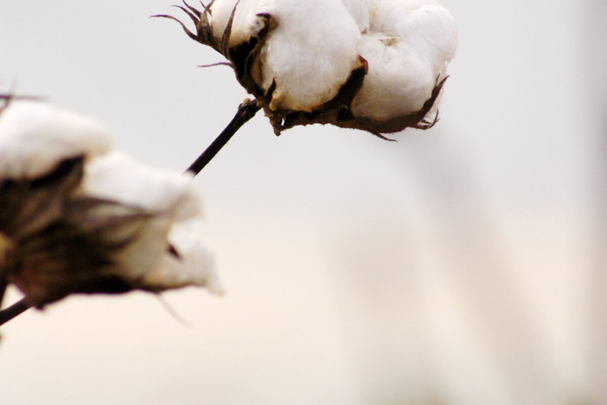 With cotton acres down, growers who expanded acreage may cash in