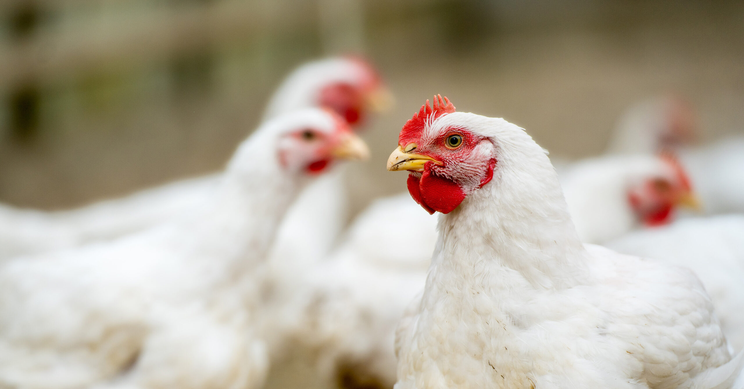 Avian Influenza Confirmed in Arkansas Commercial Poultry Flock ...