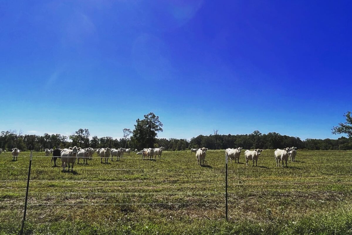 USDA Announces Appointments to the Cattlemen’s Beef Promotion and Research Board