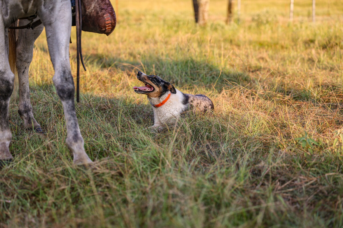 Nominations Open for 2026 Farm Bureau Farm Dog of the Year Contest