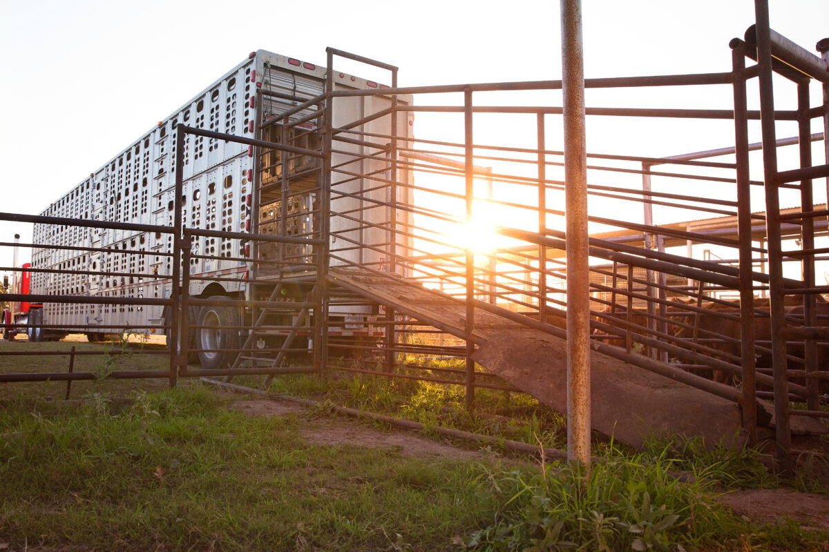 Secretary Rollins Suspends Live Animal Imports Through Ports of Entry Along Southern Border, Effective Immediately