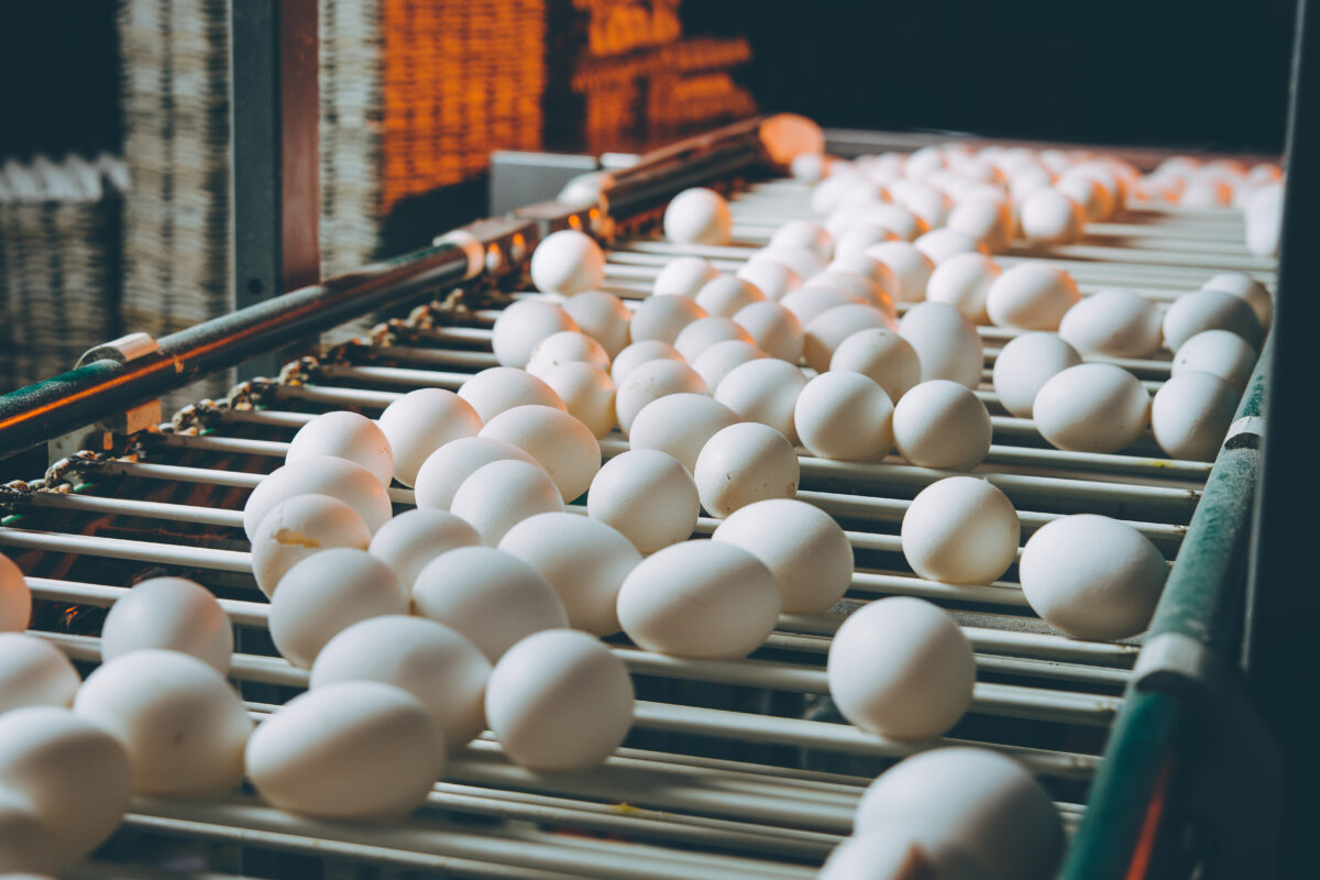 February 2025 Ag Insider | Egg Prices Have Flown the Coop