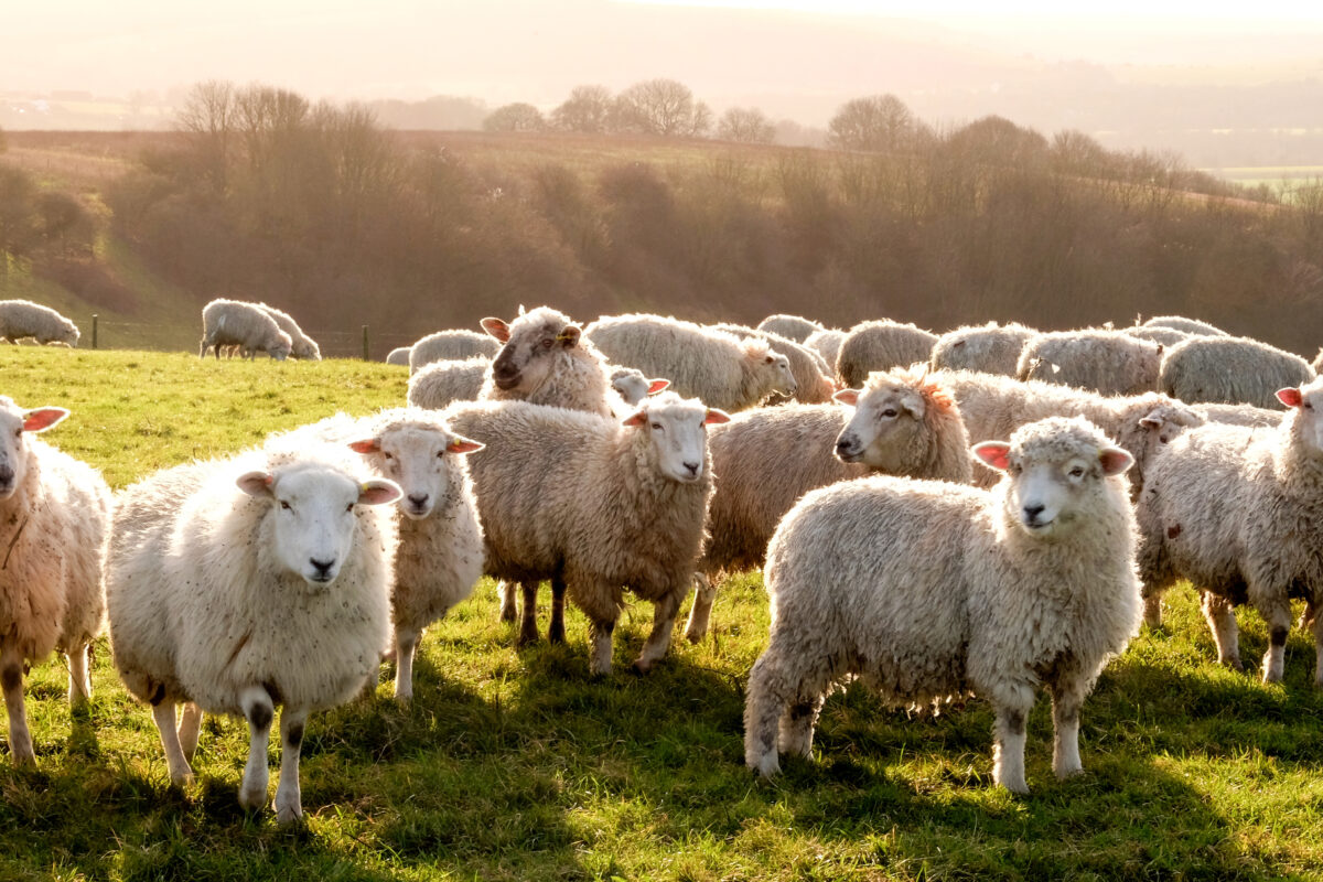 Market Briefs | March 19, 2025