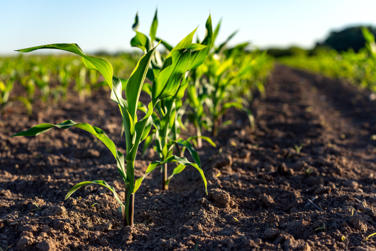 Market Briefs | May 2