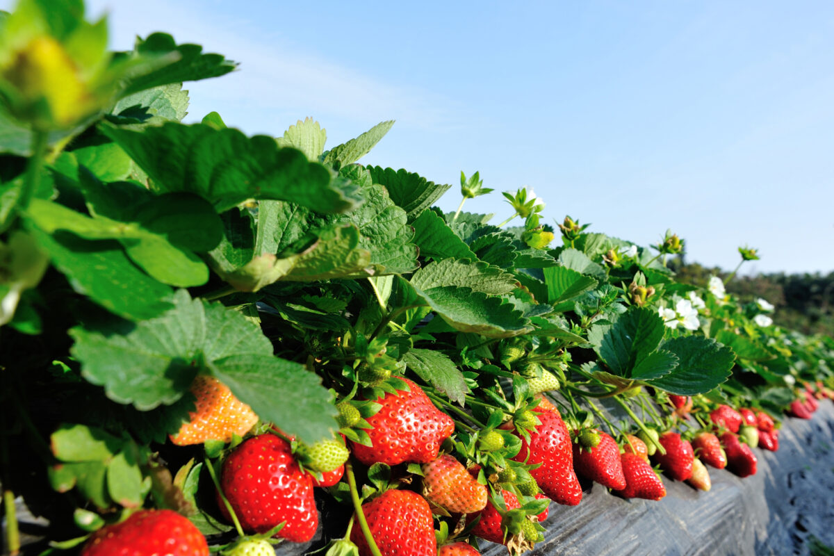 Market Briefs | April 16