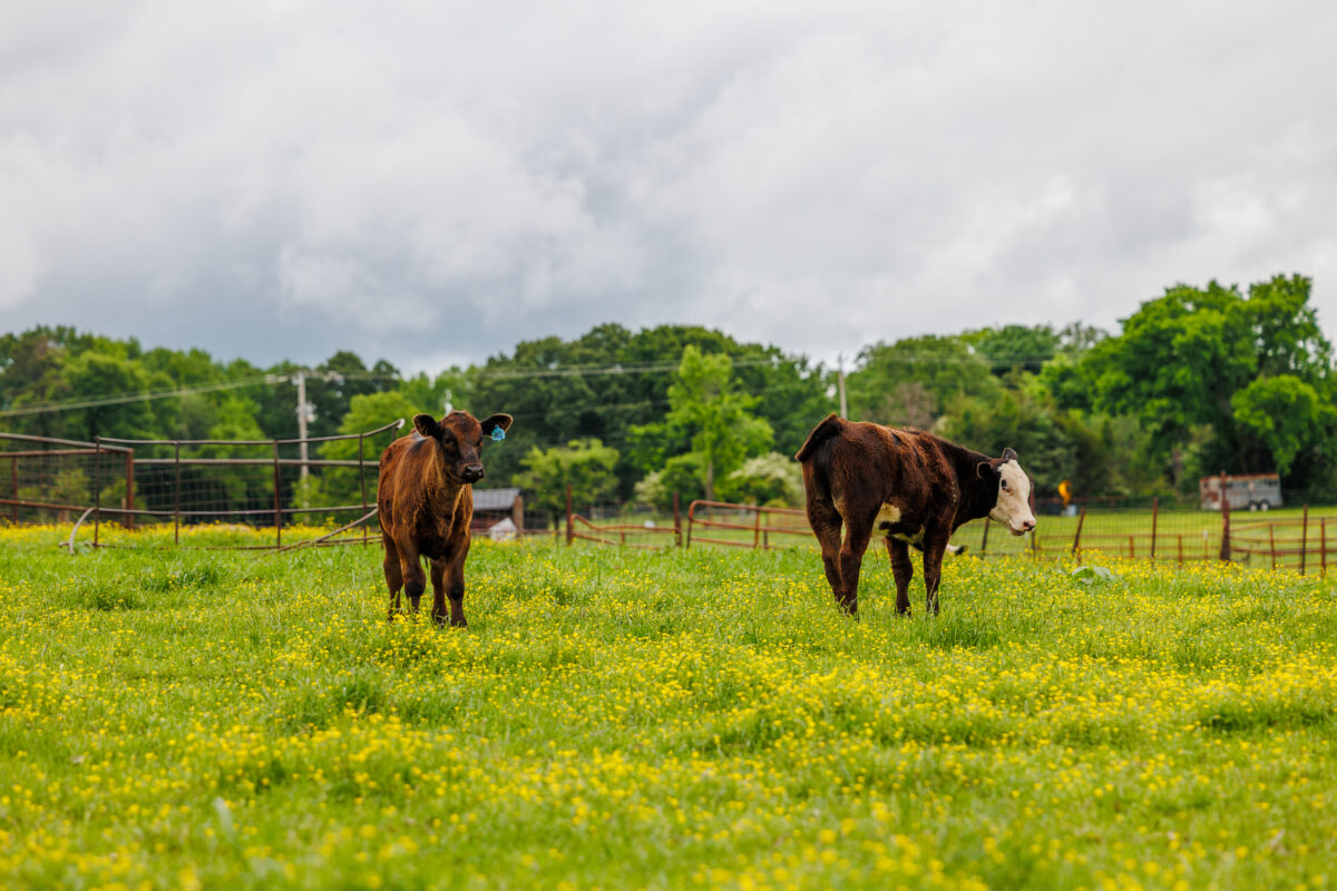 Market Briefs | May 16