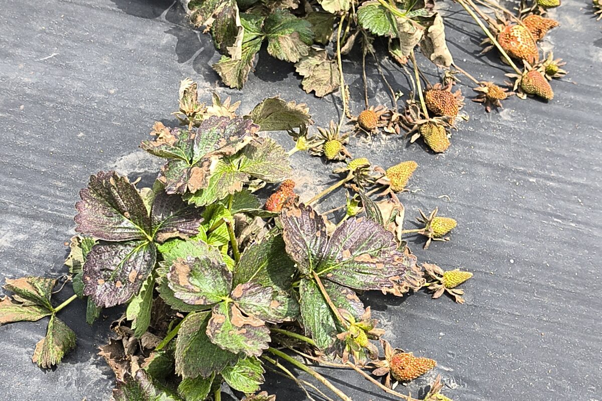 May 2025 Ag Insider | Neopestalotiopsis: A Fungal Threat Facing Arkansas Strawberry Farms
