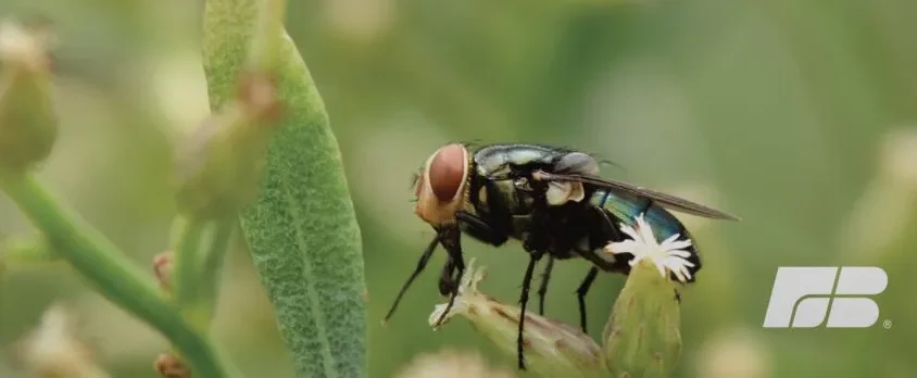 New World Screwworm Moves Beyond Containment Threshold