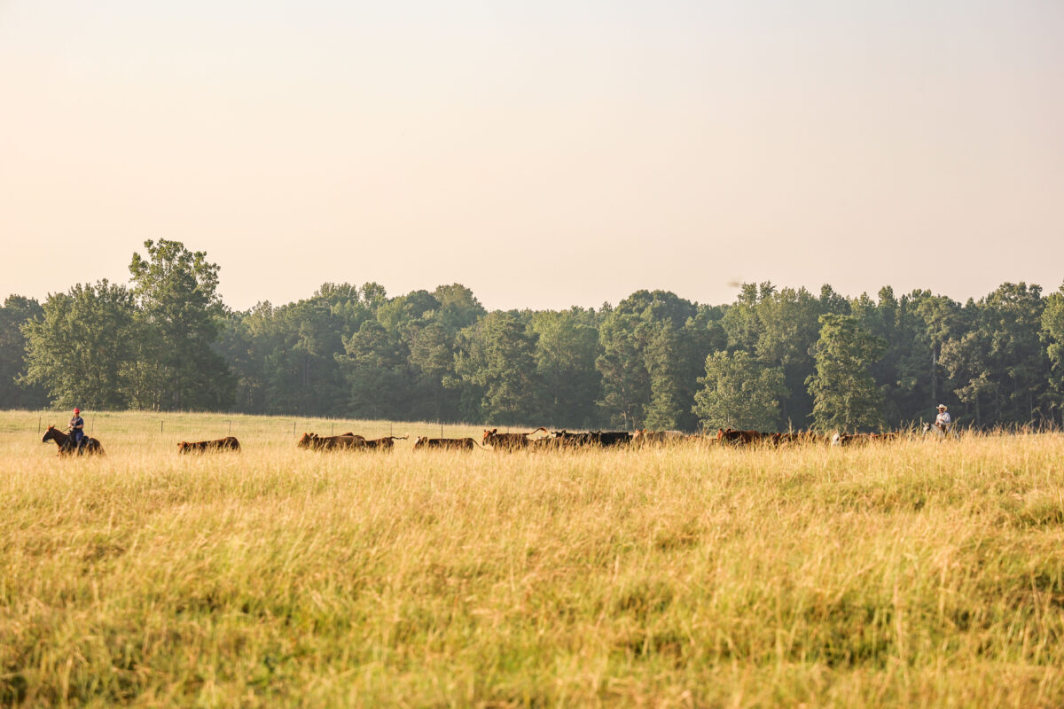 Market Briefs | June 25, 2025