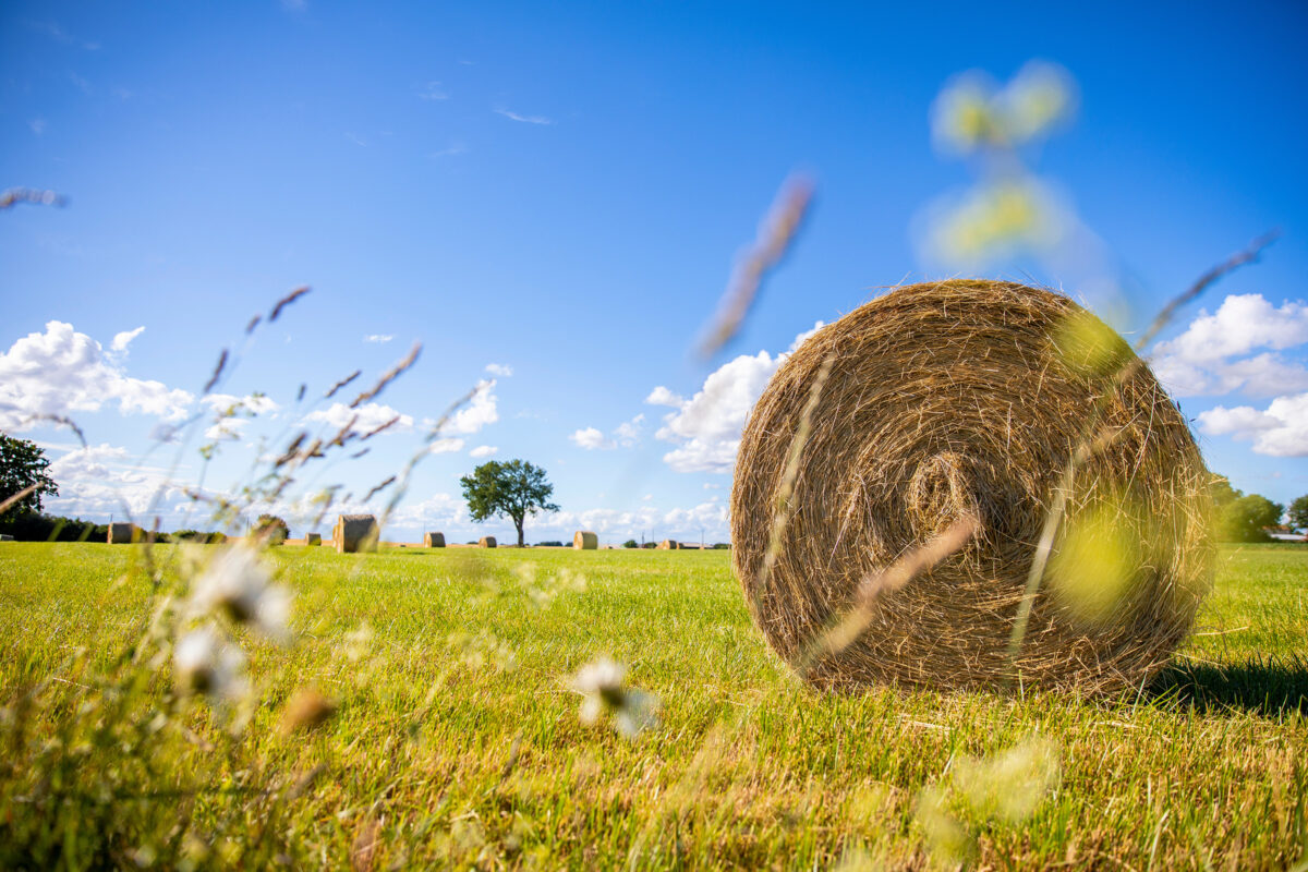 Market Briefs | July 8, 2025