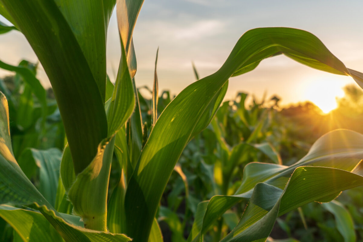 Market Briefs | July 23, 2025