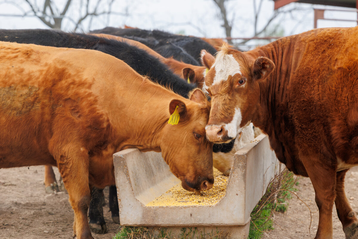 July Cattle Report Signals Stabilizing Cattle Herd