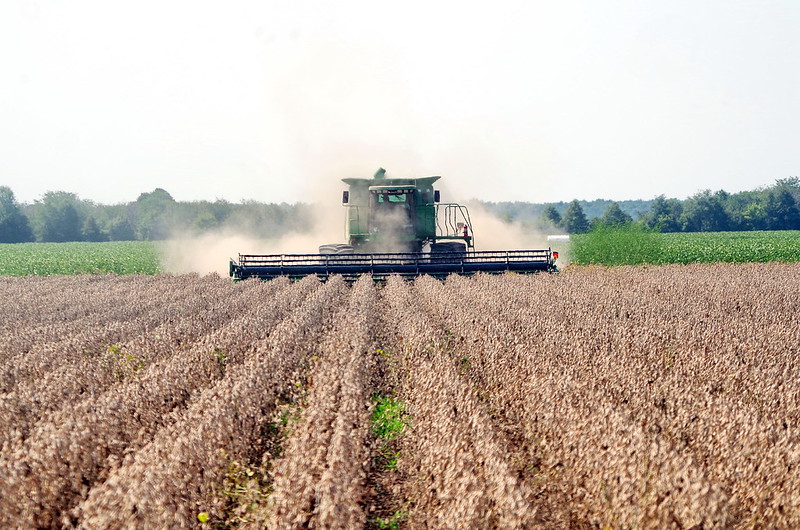 Tariffs Among Worries for Soybean Farmers as Bankruptcies Rise
