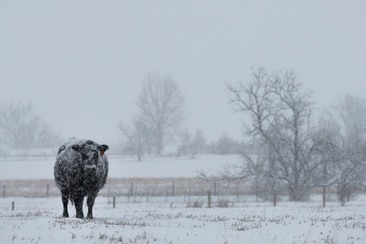 Market Briefs | January 21, 2026