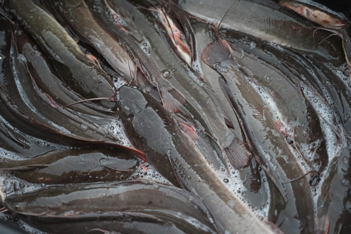 America’s Top Farm-Raised Fish Faces Growing Pressures