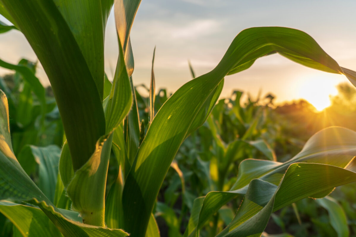 Market Briefs | July 24, 2026