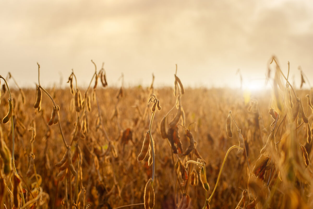 Market Briefs | September 4, 2026