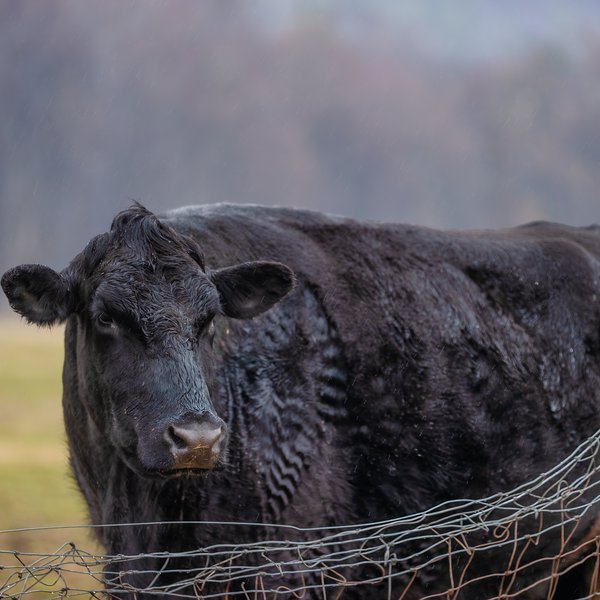 Market Briefs | June 10, 2026